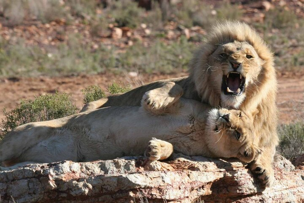 Morning Big 5 Safari Adventure with Wine Tasting Escape
