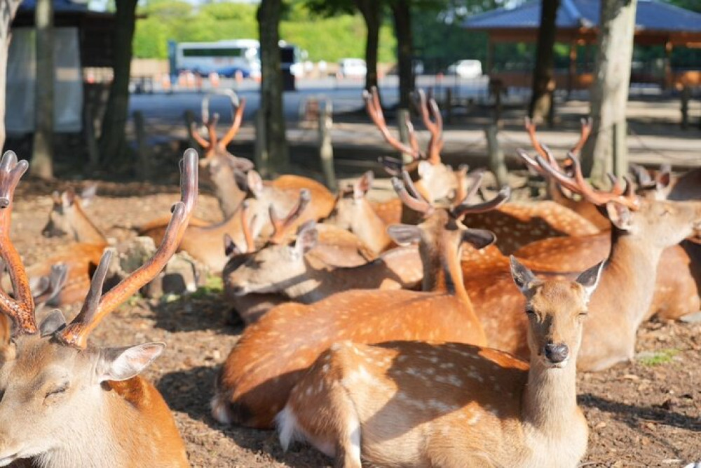 Early Morning Nara Highlights Tour from Kyoto or Osaka