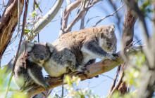 Autopia Tours (Victoria/New South Wales/Queensland)17