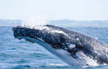 Autopia Tours (Victoria/New South Wales/Queensland)18