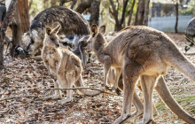 Autopia Tours (Victoria/New South Wales/Queensland)14