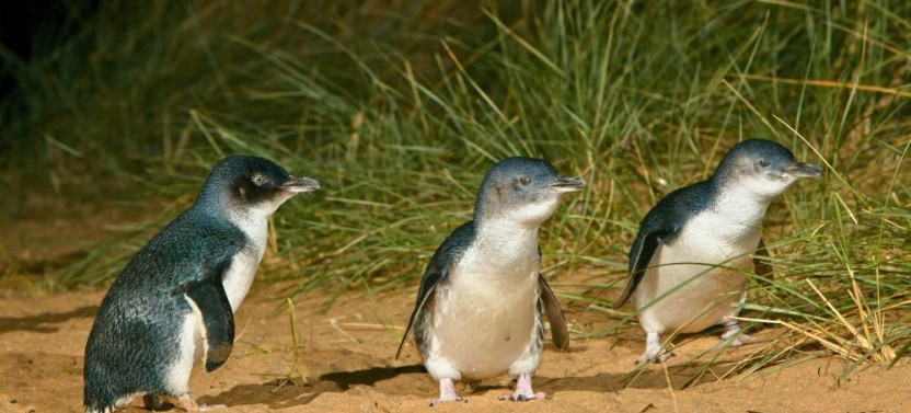 Melbourne Magic: City Discovery & Penguin Parade Tour