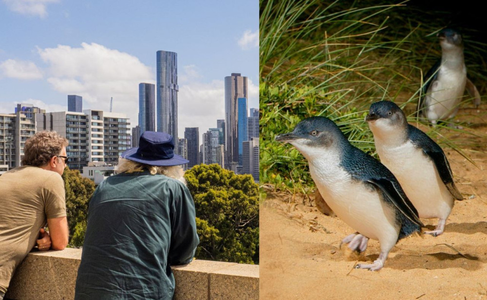 Melbourne Magic: City Discovery + Penguin Parade Tour