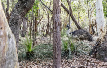 Autopia Tours (Victoria/New South Wales/Queensland)18