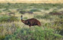 Autopia Tours (Western Australia)10