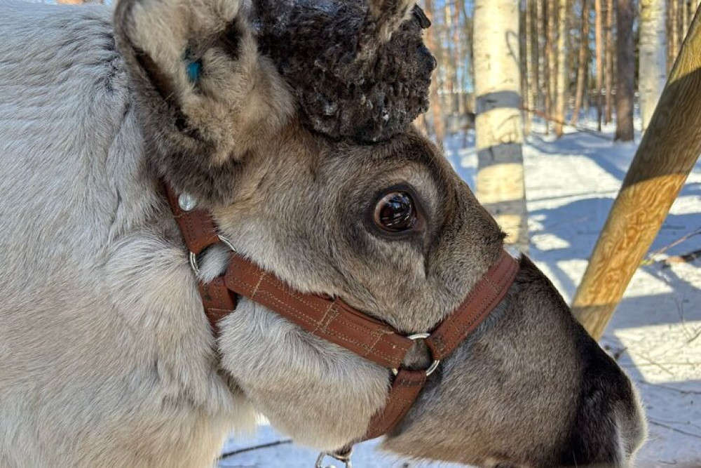 Rovaniemi Reindeer Safari 1-Hour and Farm Visit