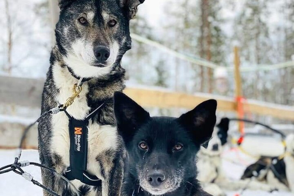 Santa's Reindeer & Husky Safari + Aurora BBQ in Rovaniemi