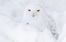 Northern Future16