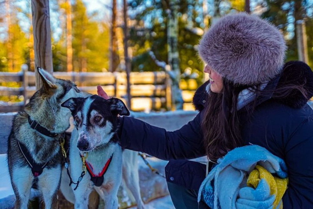 Arctic Husky Adventure in Rovaniemi