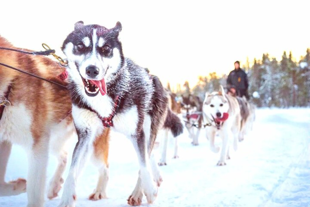 Rovaniemi Thrilling Husky Ride (5km) Experience