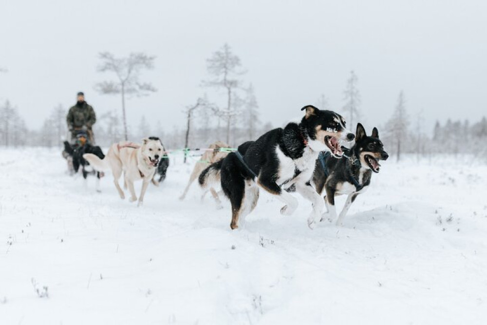Arctic Huskies & Reindeers, Snowshoeing in Wildness