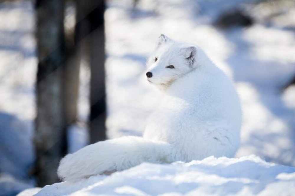 Arctic Polar Bear Adventure Afternoon Trip
