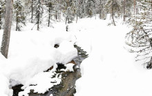 Northern Future6