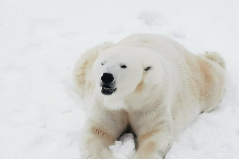 Arctic Polar Bear Trip from Rovaniemi