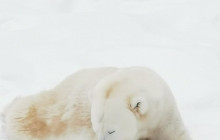 Northern Future3
