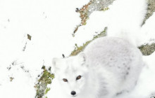Northern Future7