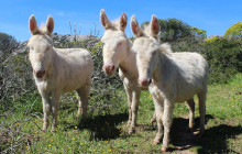 escursì16