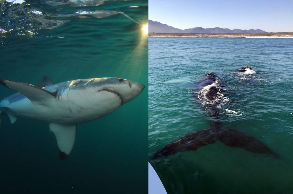 Whale Watching & Shark Cage Diving Combo in Kleinbaai and Gansbaai