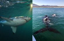 Ivanhoe Sea Safaris1