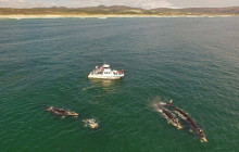 Ivanhoe Sea Safaris3