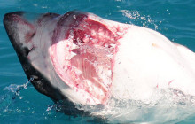 Ivanhoe Sea Safaris4