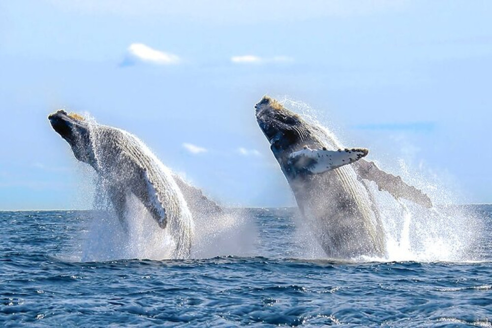 Los Cabos All Included Whale Watching Experience
