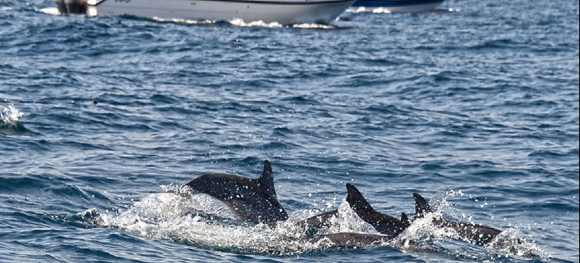 Dolphin Delight: Excursion for Watching Dolphins (Shared Group Tour)