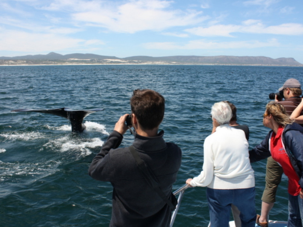 Morning Whale Watching Safari