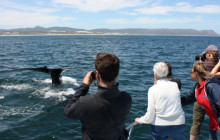 Ivanhoe Sea Safaris1