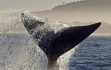 Ivanhoe Sea Safaris3