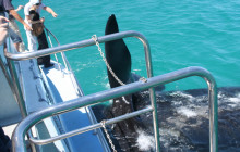 Ivanhoe Sea Safaris4