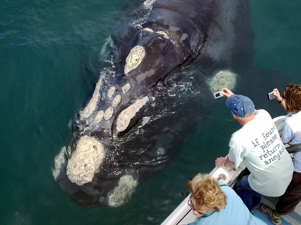 Morning Whale Watching Cruise Off De Kelders