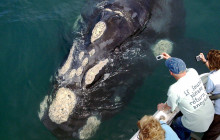 Ivanhoe Sea Safaris1