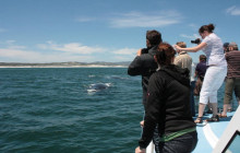 Ivanhoe Sea Safaris4
