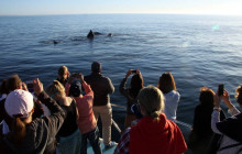 Ivanhoe Sea Safaris2