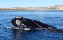 Ivanhoe Sea Safaris3