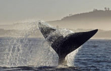 Ivanhoe Sea Safaris4
