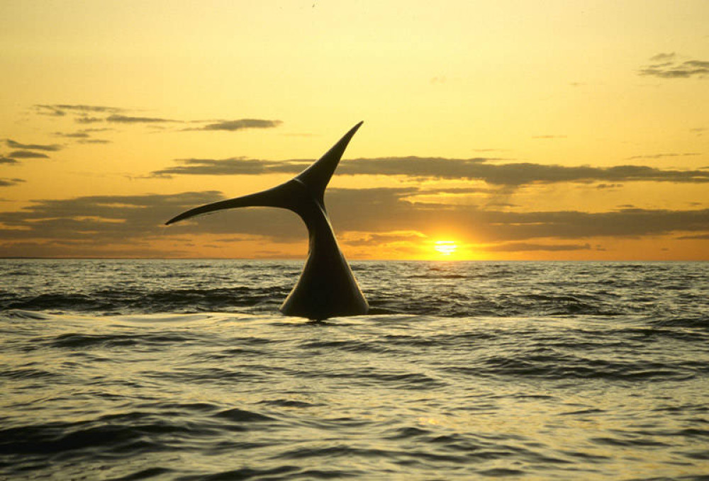 Sunset Southern Right Whale Watching Cruise Off De Kelders