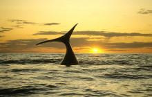 Ivanhoe Sea Safaris1