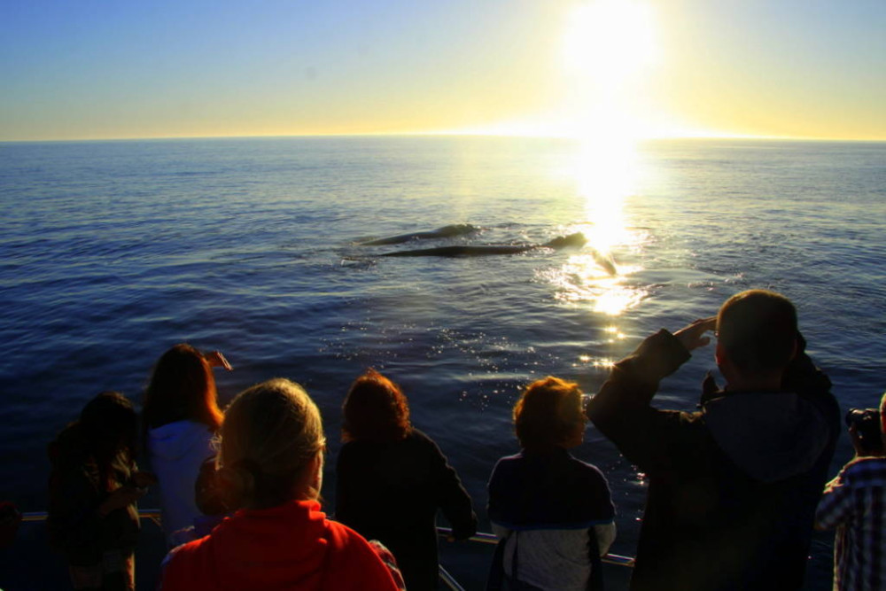 Ivanhoe Sea Safaris