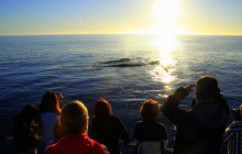 Ivanhoe Sea Safaris3