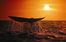 Ivanhoe Sea Safaris3