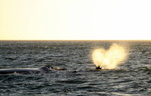 Ivanhoe Sea Safaris4