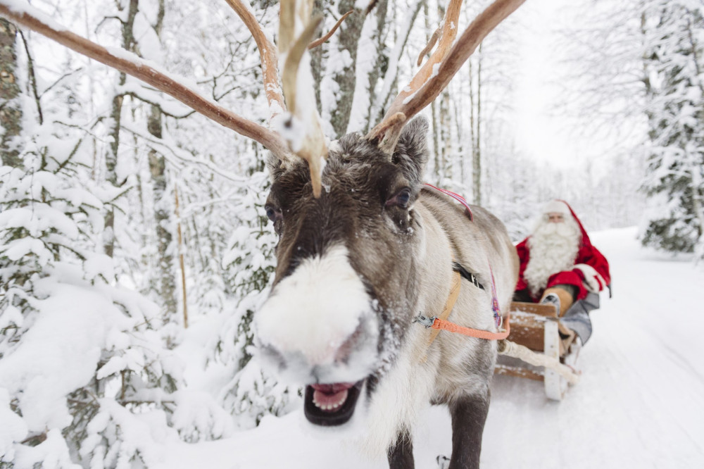 Santa Claus Premium: Santa Photo, Reindeer & Husky Safari with Lunch
