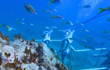 Rainforest Adventures St Maarten7