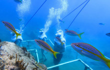 Rainforest Adventures St Maarten10