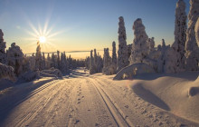 Wandering Owl - Finland2