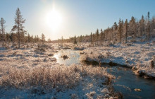 Wandering Owl - Finland4