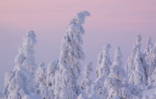 Wandering Owl - Finland3