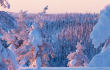 Wandering Owl - Finland6